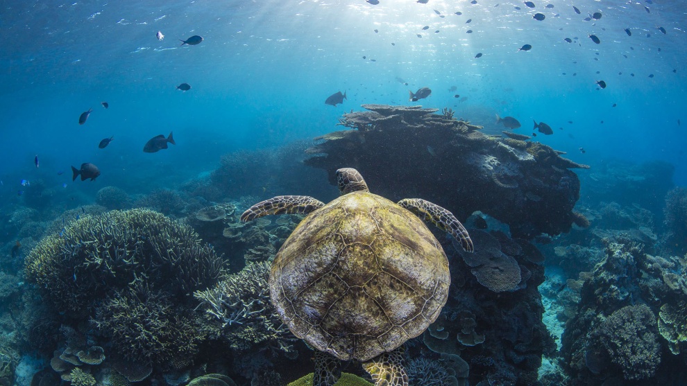 Jordan Robins, Overall winner, 2017 Wildlife and Animal Photographer of the Year, 'Tale of the turtle'