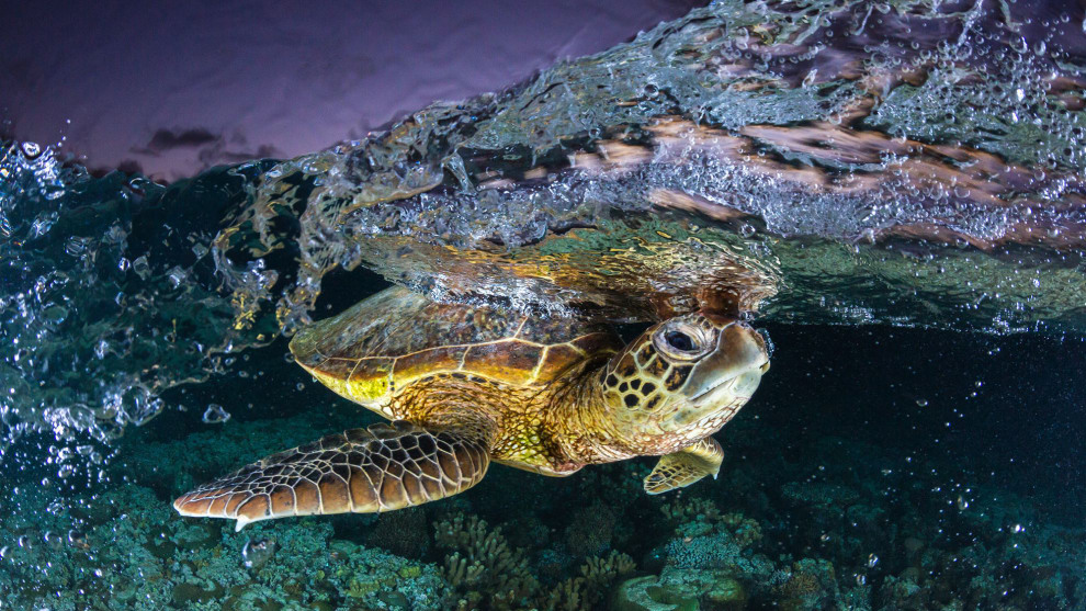 Jordan Robins, Overall winner, 2017 Wildlife and Animal Photographer of the Year, 'Tale of the turtle'