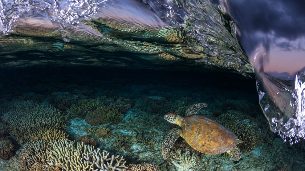 Jordan Robins, Overall winner, 2017 Wildlife and Animal Photographer of the Year, 'Tale of the turtle'