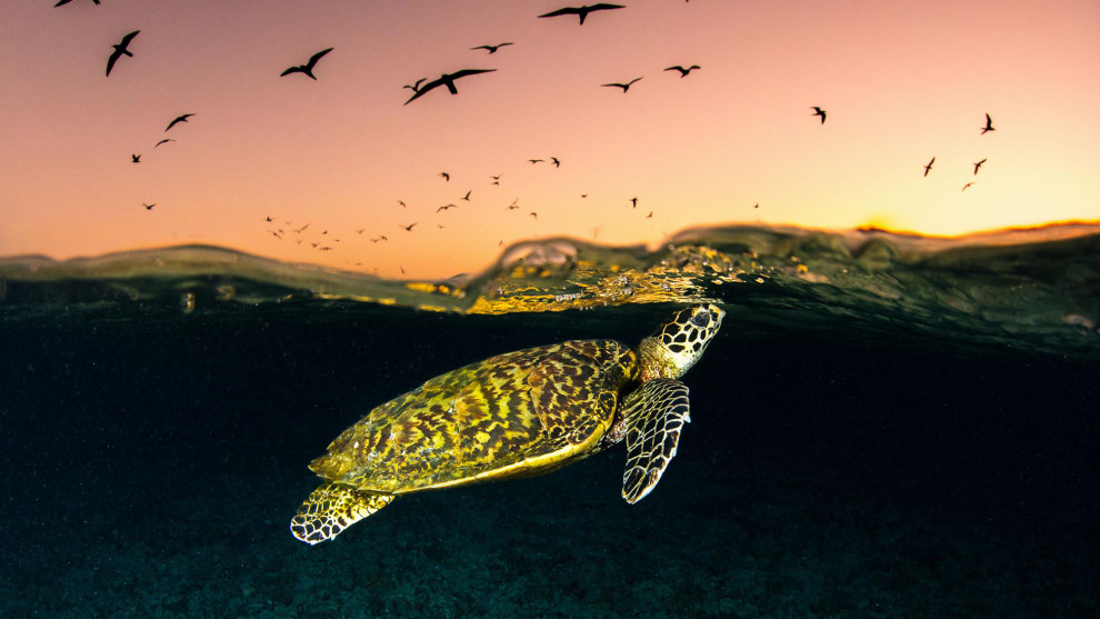 Jordan Robins, Overall winner, 2017 Wildlife and Animal Photographer of the Year, 'Tale of the turtle'