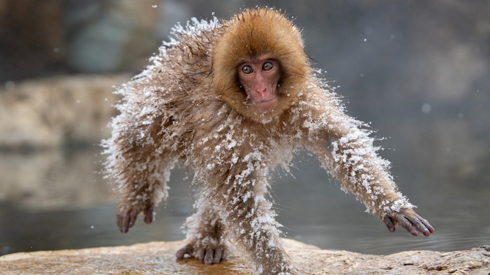 &copy; Roie Galitz / Comedy Wildlife Photo Awards 2019