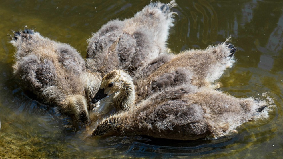 &copy; Ross Lamanna / Comedy Wildlife Photo Awards 2019