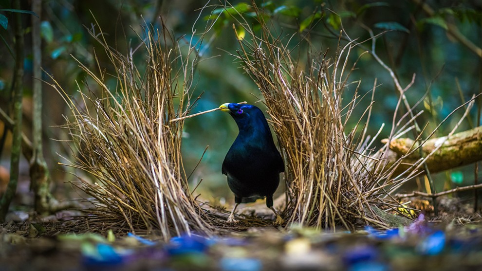 Satin Bowerbird, Lamington National Park, Queensland. Photo by Mark Galer.