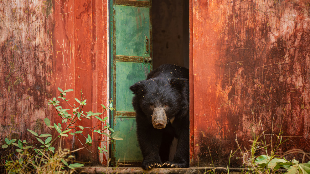 Cold Callers
Welcome
by Mark Meth-Cohn
Location: Ranthambore
Tiger Reserve, India. Image: Mark Meth-Cohn/Remembering Wildlife/supplied