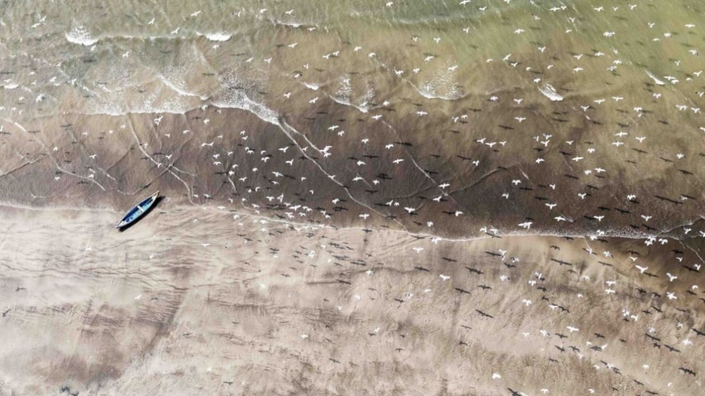 A finalist in the Natural World category of gulls soaring over a beach(Credit: Vikas Datta)