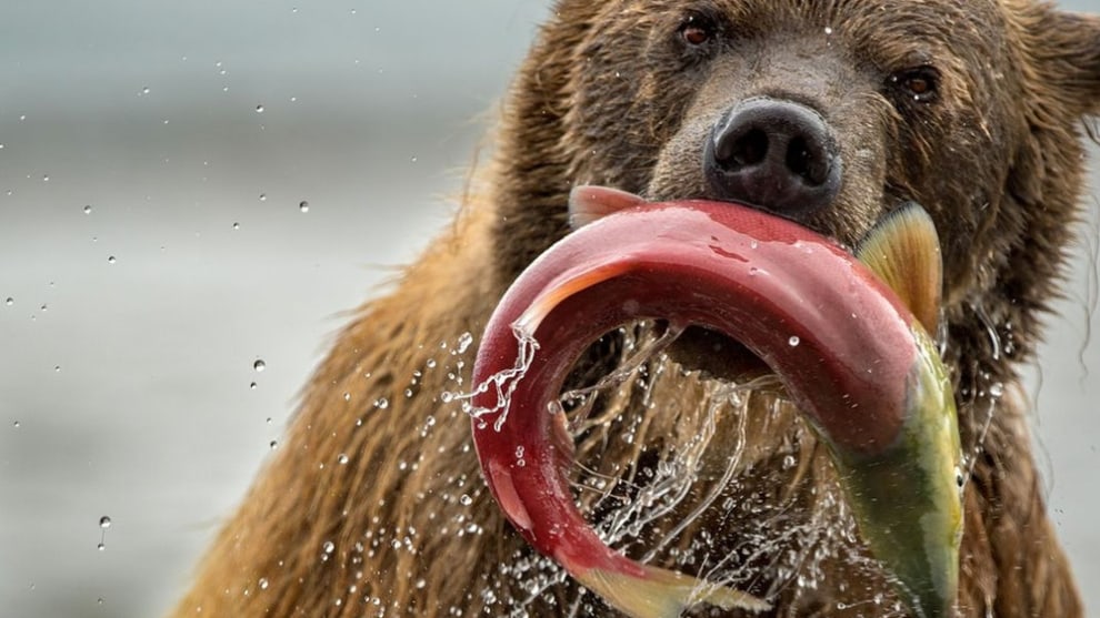 A finalist in the Natural World category &ndash; this brown bear successfully capturing a salmon in Kuril Lake (Credit: Roie Galitz)