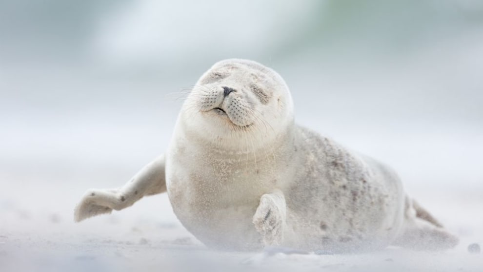 A finalist in the Natural World category &ndash; a seal pup enjoys the morning breeze on D&uuml;ne Island in Germany (Credit: Erika Valkovicova)