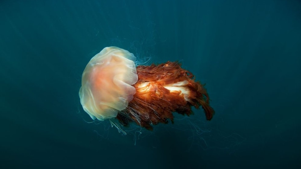 A finalist in the Natural World category &ndash; a lion&rsquo;s mane jellyfish is lured by a rich plankton soup (Credit: Martin Prochazka)