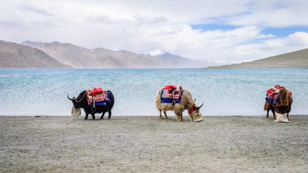 A finalist in the Travel category &ndash; yaks beside Pangong Lake (Credit: Yusuf Chiniwala)