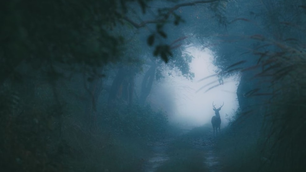 A finalist in the Altered Images category &ndash; a spotted deer stag on a cold winter morning in the forest (Credit: Swaroop Singha Roy)