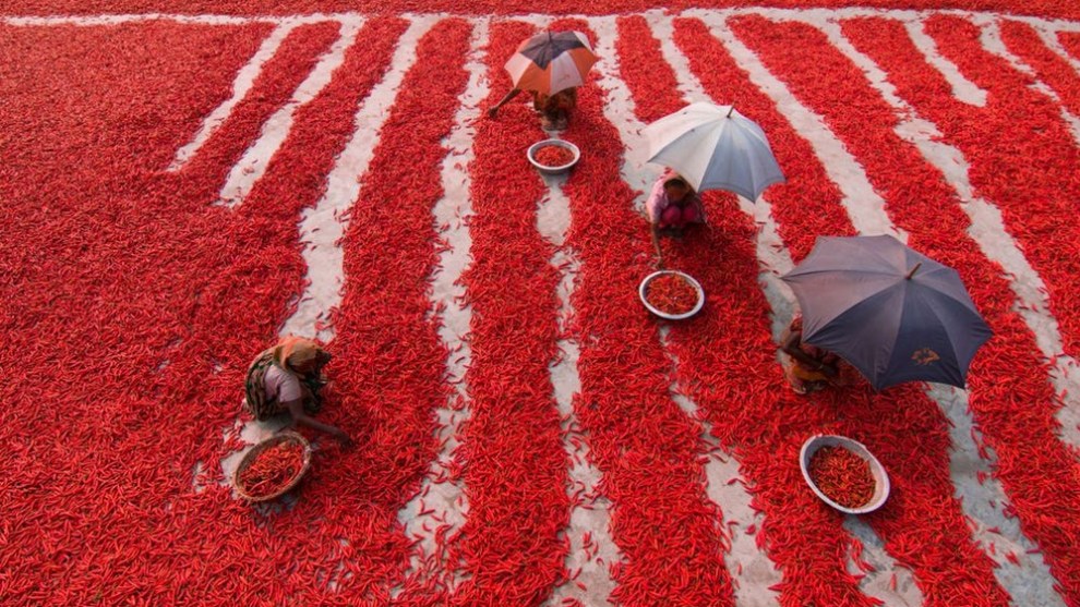 A finalist in the Travel category &ndash; countless chili peppers surround laborers in the Bogra district in the north of Bangladesh (Credit: Azim Khan Ronnie)
