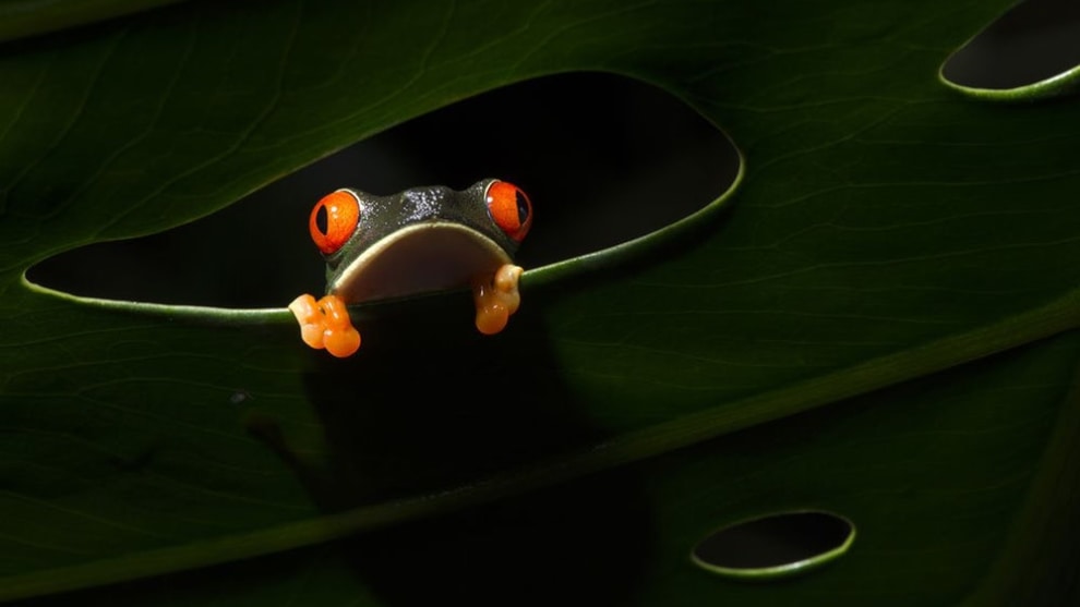 A finalist in the Natural World category showing a tree frog in Coast Rica (Credit: Salvador Colv&eacute;e Nebot)