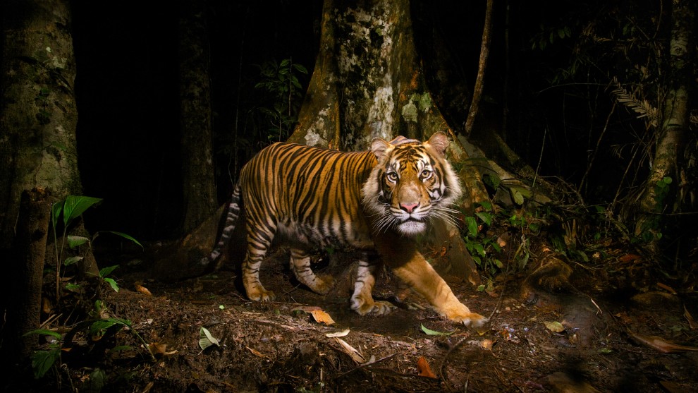 &copy; Steve Winter. Sumatran tiger, Sumatra, Indonesia.