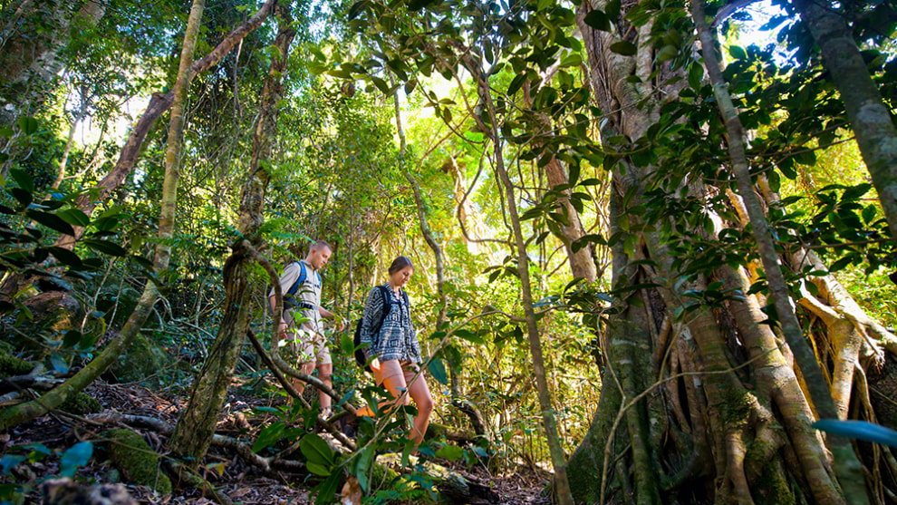 Stinson Walk, Lamington National Park, Queensland. Photo courtesy O'Reilly's Rainforest Retreat.