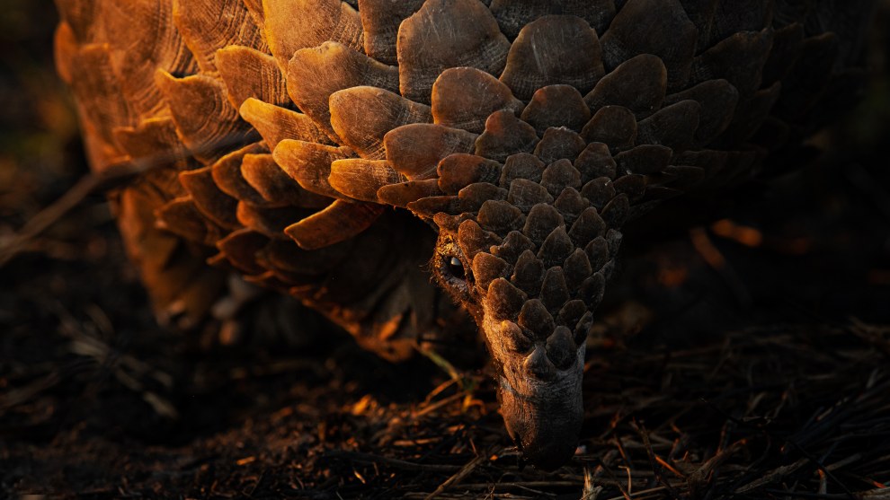 Sunset Scales&rsquo;
by Armand Grobler
Location: Manyeleti
Game Reserve, Greater
Kruger, South Africa. Image: Armand Grobler/Remembering Wildlife/supplied