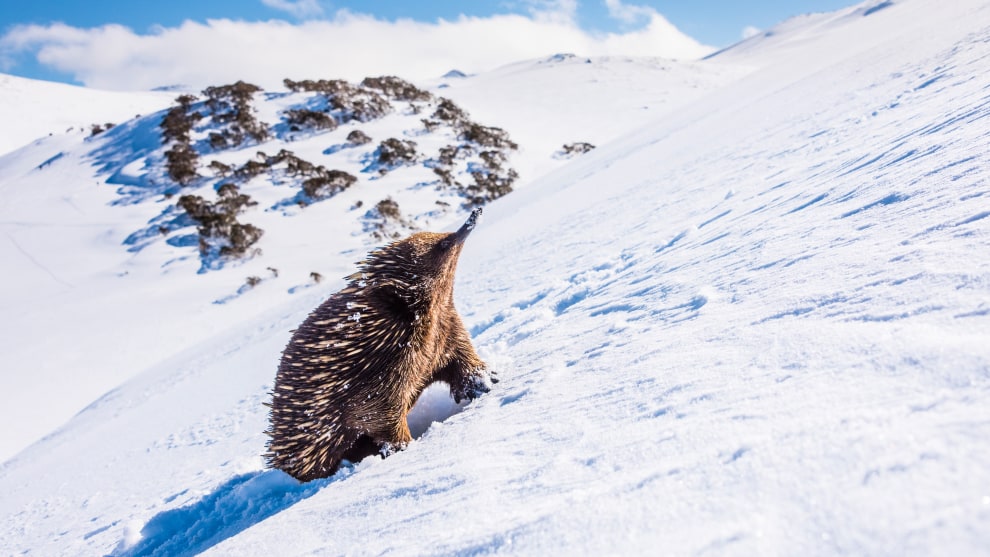 The Ascent: It took two days of tracking on the main range to find this echidna. When I finally did it was 2000m above sea level. I wanted to show an echidna in a scene that few people have seen before. The highest echidna in the world? Nikon D810, 28-300mm f/3.5-5.6 lens @ 28mm, 1/2500s @ f/8, ISO 640.
