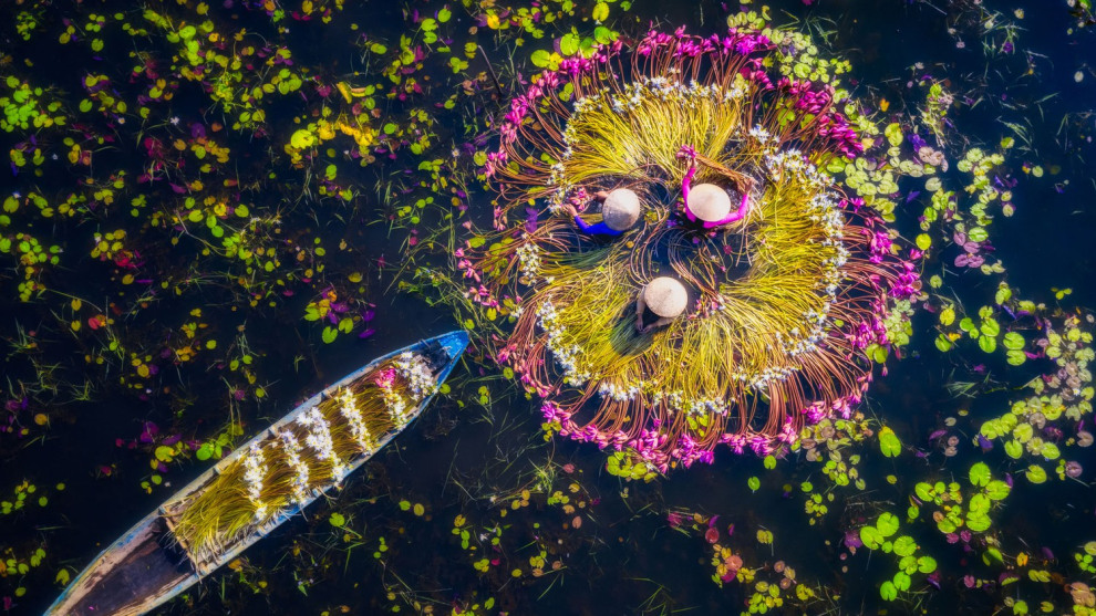 &copy; Tuan Nguyen Tan. Travel (Finalist). Harvesting water lilies in Mộc H&oacute;a, Long An, Vietnam. The water lilies were washed before being sold at the market.