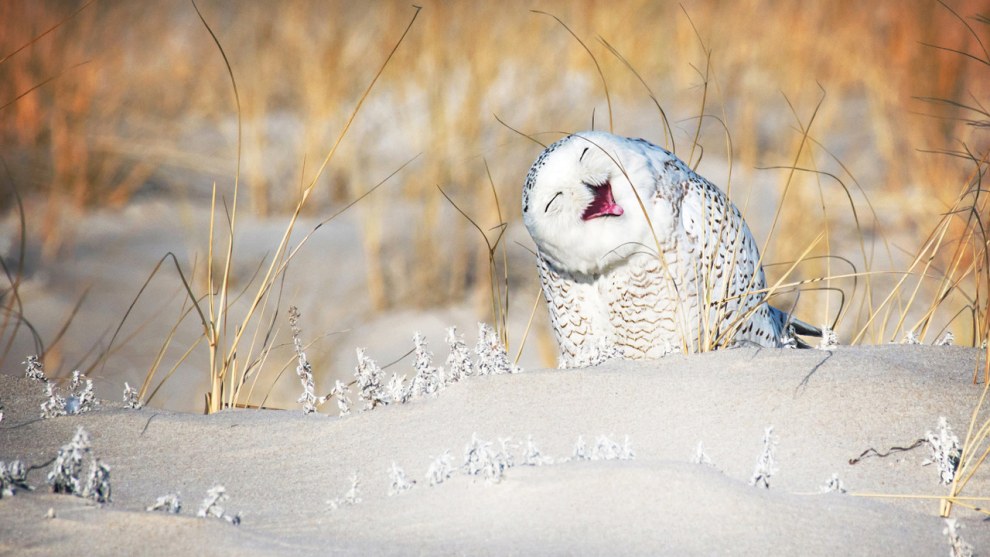 &copy; Vicki Jauron / Comedy Wildlife Photo Awards 2019