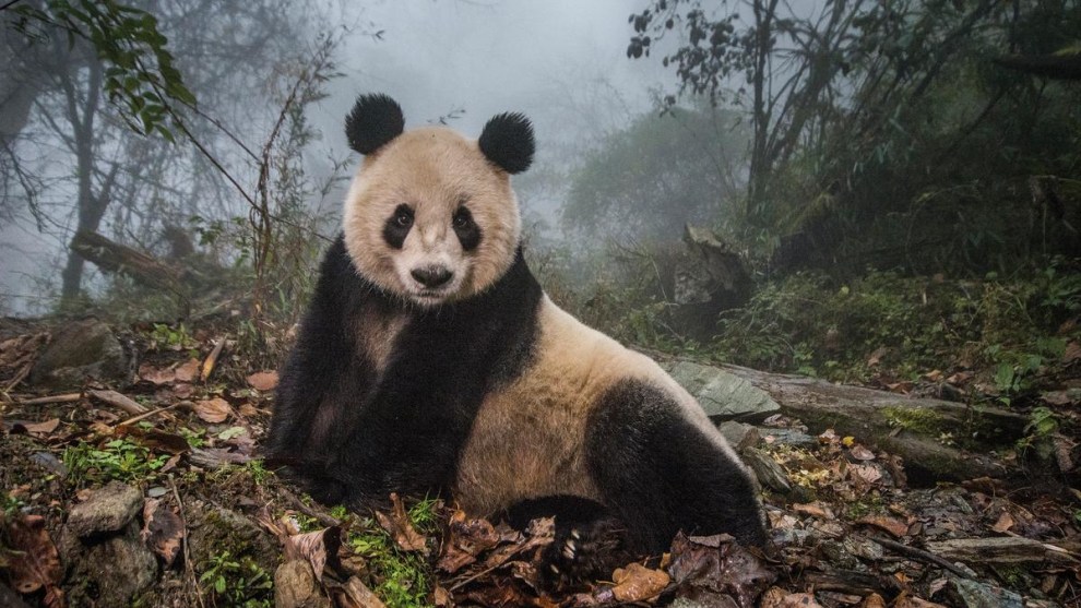 &copy; Ami Vitale.Ye Ye, a 16-year-old giant panda, lounges in a massive wild enclosure at a conservation center in Wolong Nature Reserve. Her two-year-old cub, Hua Yan (Pretty Girl) was released into the wild after two years of &ldquo;panda training.&rdquo;