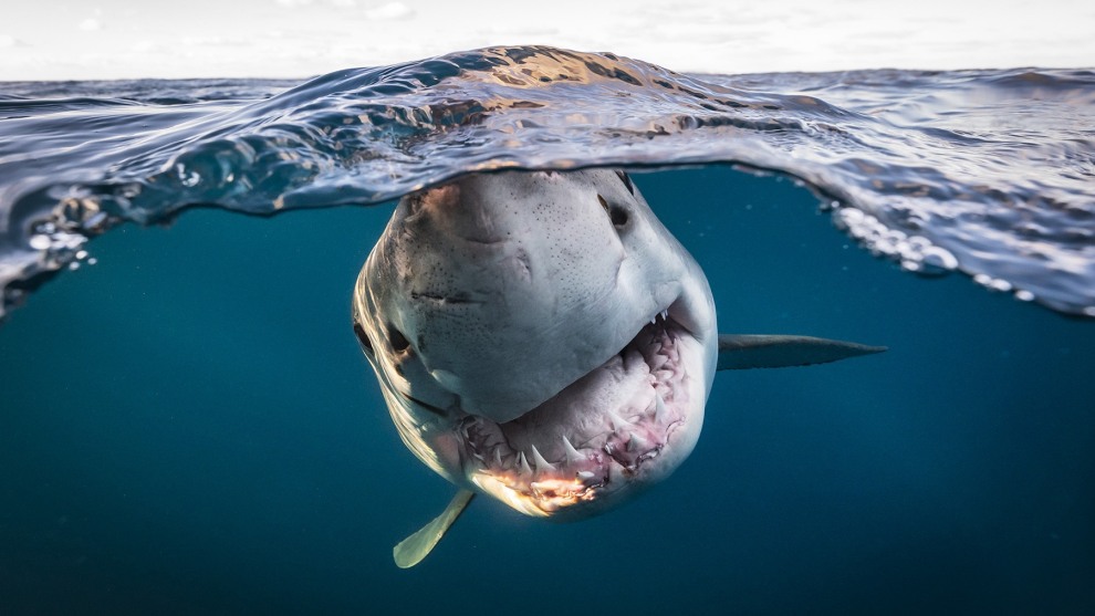 &copy; Matty Smith. Runner-up, Threatened Species category 2022. Head On. To make this charismatic great white shot I needed a shark that showed non-aggressive behaviour to avoid risk to us both. I had initially used a fine mix of tuna oil and flake to lay a scent trail to attract the shark (licenced) but the shark was never actually fed.