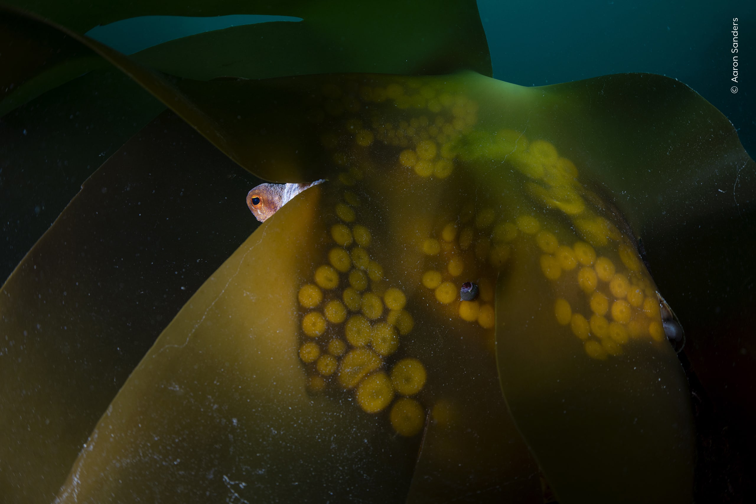 A Watchful Eye. A common octopus peers out from behind kelp off southwest England. Photo by Aaron Sanders / Wildlife Photographer of the Year