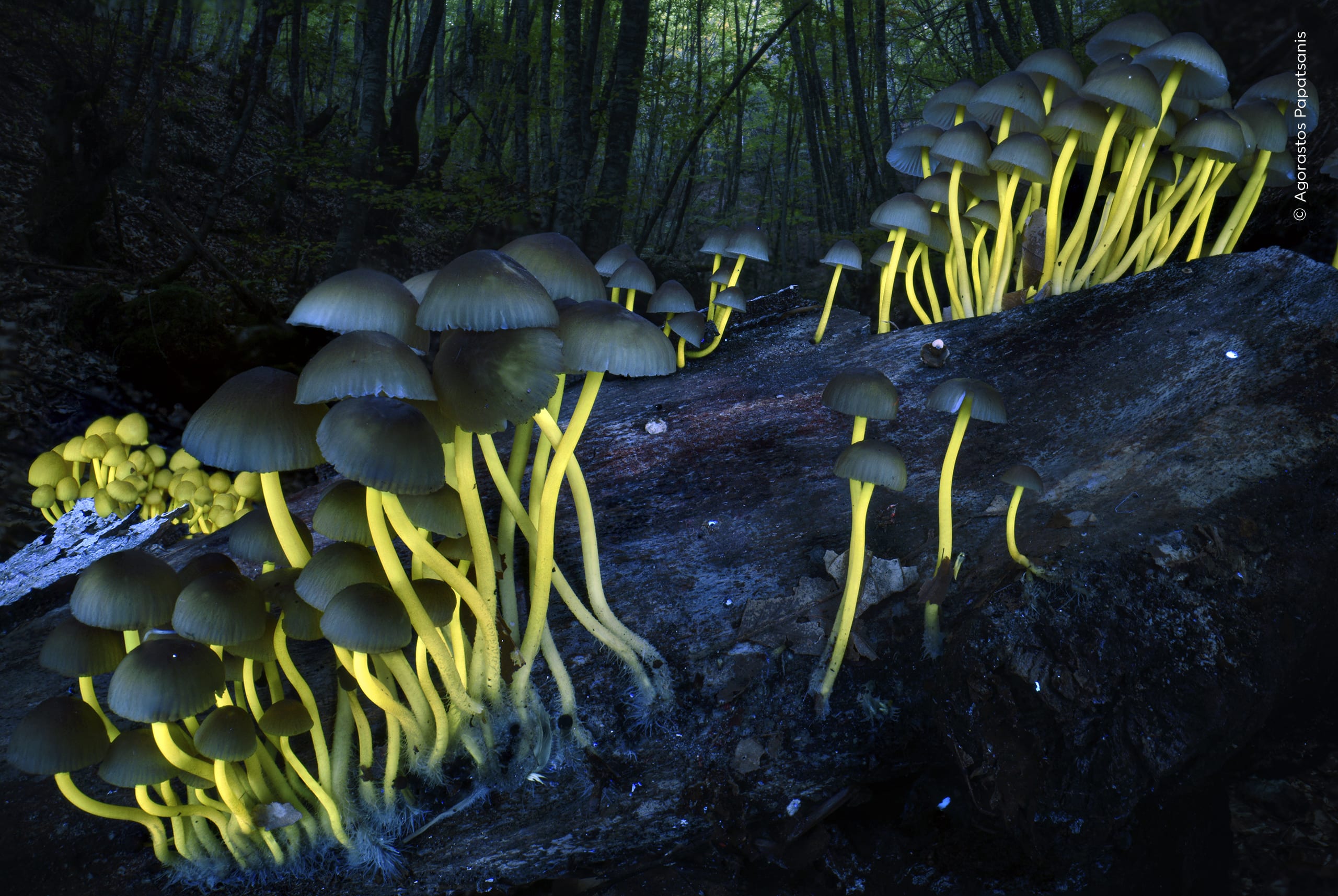 Shedding Light. Ultraviolet light reveals the fluorescent stems of bonnet mushrooms in Greece. Photo by Agorastos Papatsanis / Wildlife Photographer of the Year