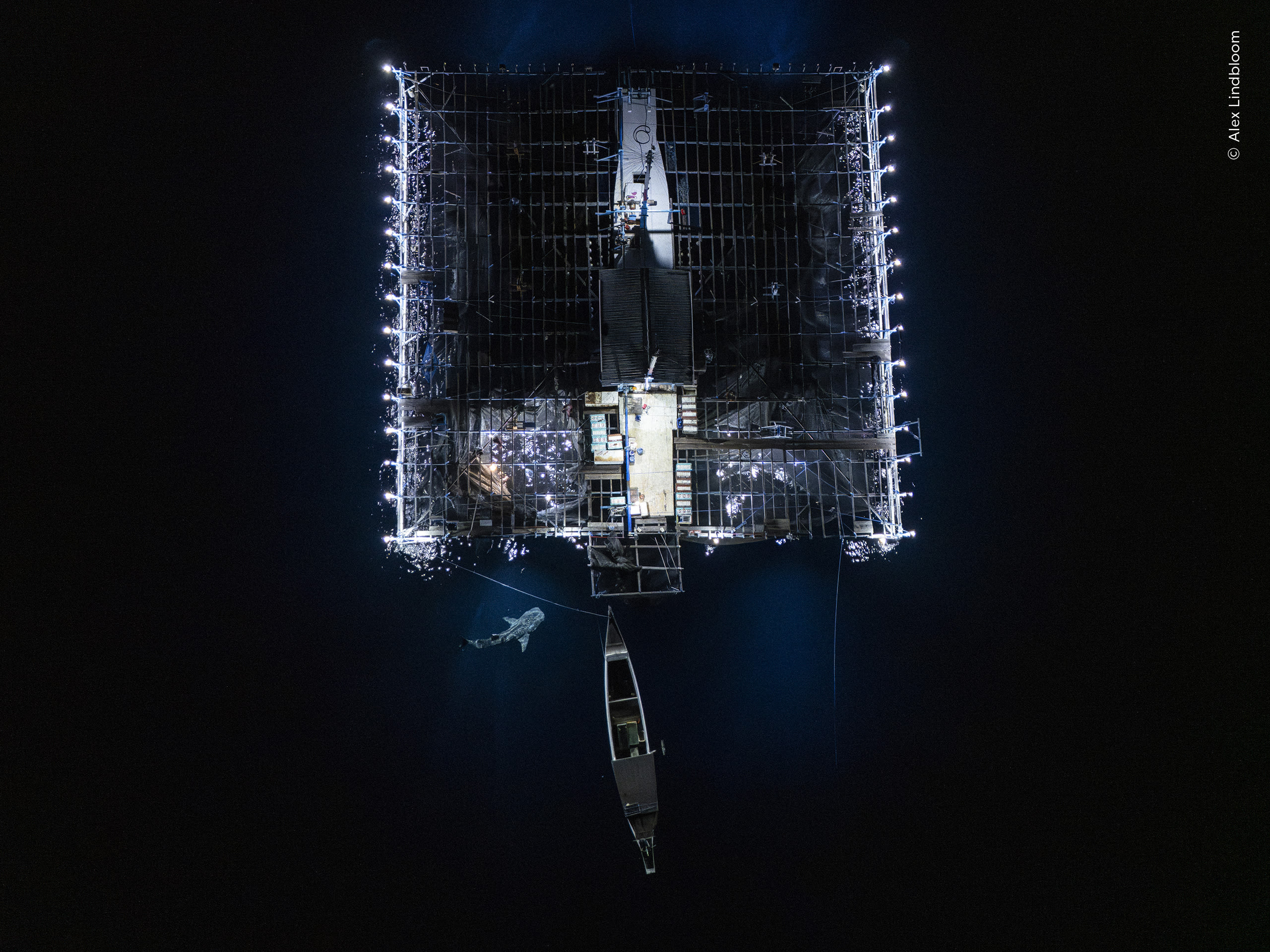 Night-Time Catch. A whale shark investigates a fishing platform in the waters off Papua, Indonesia. Photo by Alex Lindbloom / Wildlife Photographer of the Year