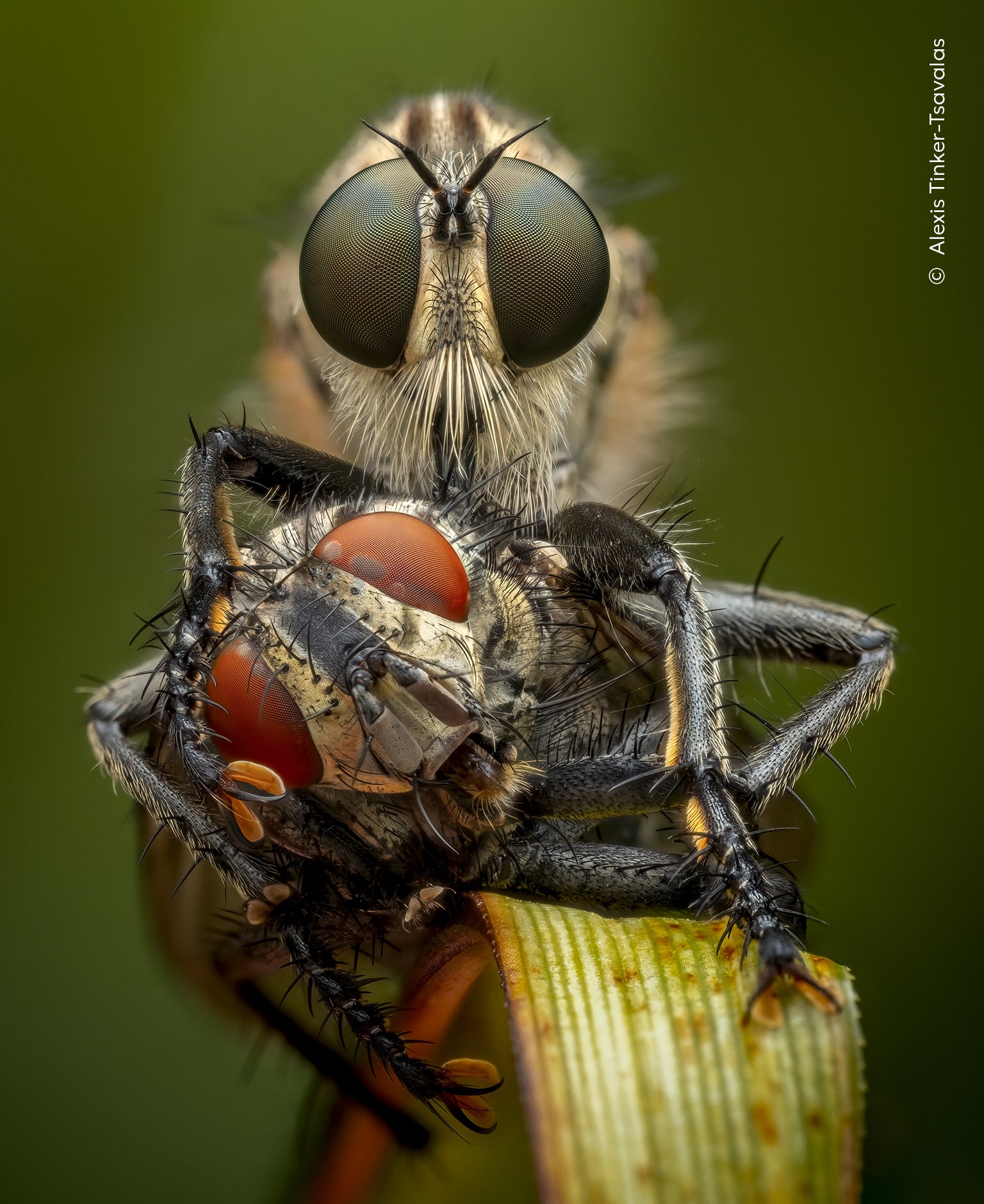 Hidden Depths. A robber fly feeds on a flesh fly in an extreme macro photograph. Photo by Alexis Tinker-Tsavalas / Wildlife Photographer of the Year