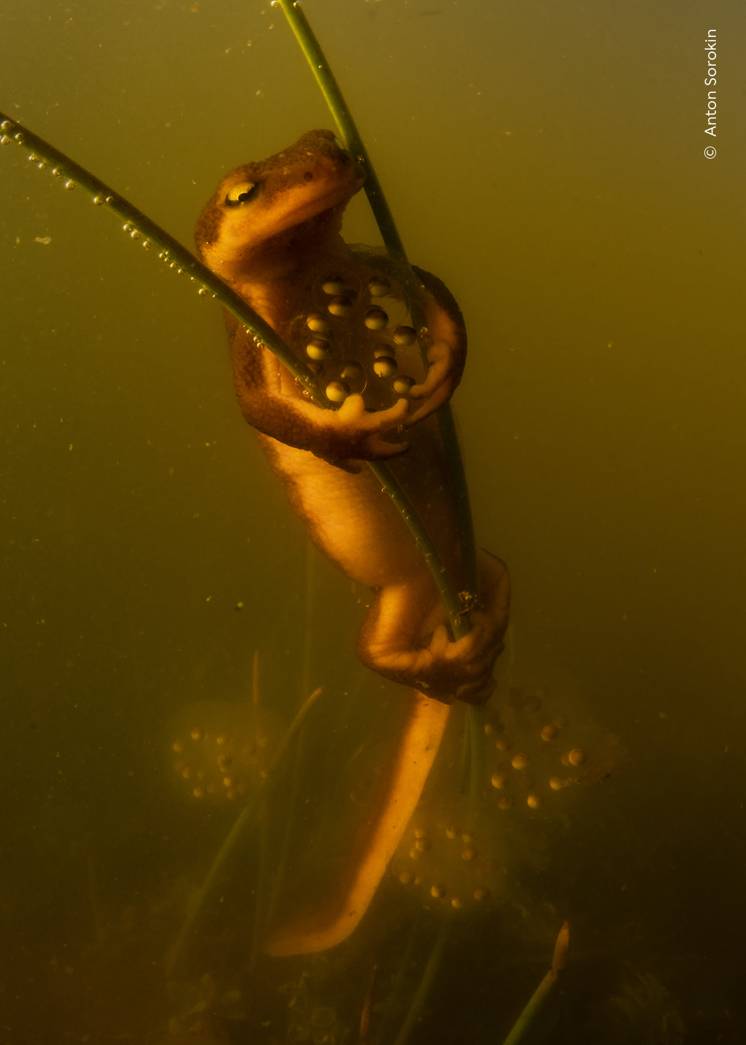 Protective Pose. A California newt lays eggs among aquatic vegetation. Photo by Anton Sorokin / Wildlife Photographer of the Year