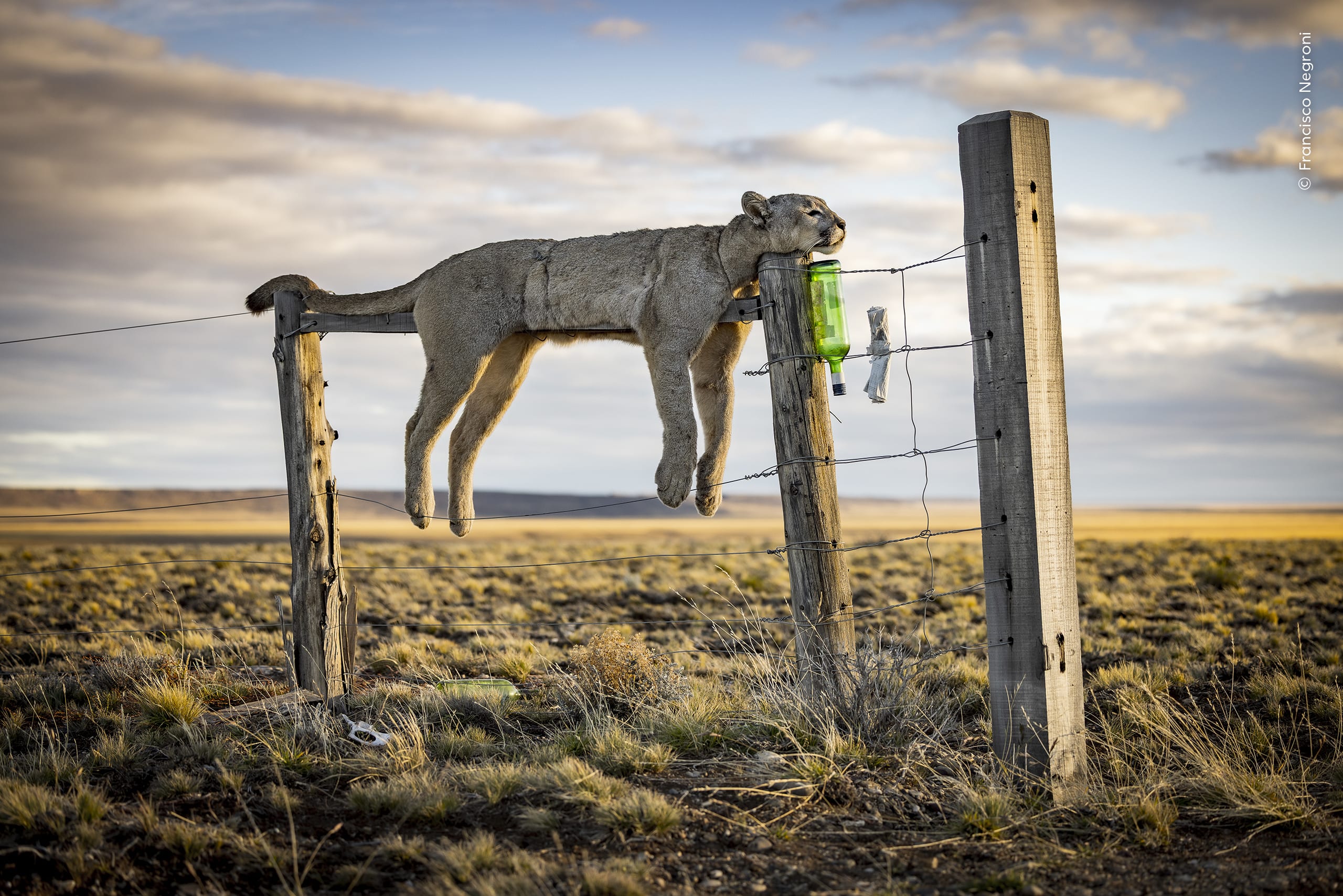 Warning Sign. A dead puma is displayed as a hunting trophy in Argentine Patagonia. Photo by Francisco Negroni / Wildlife Photographer of the Year