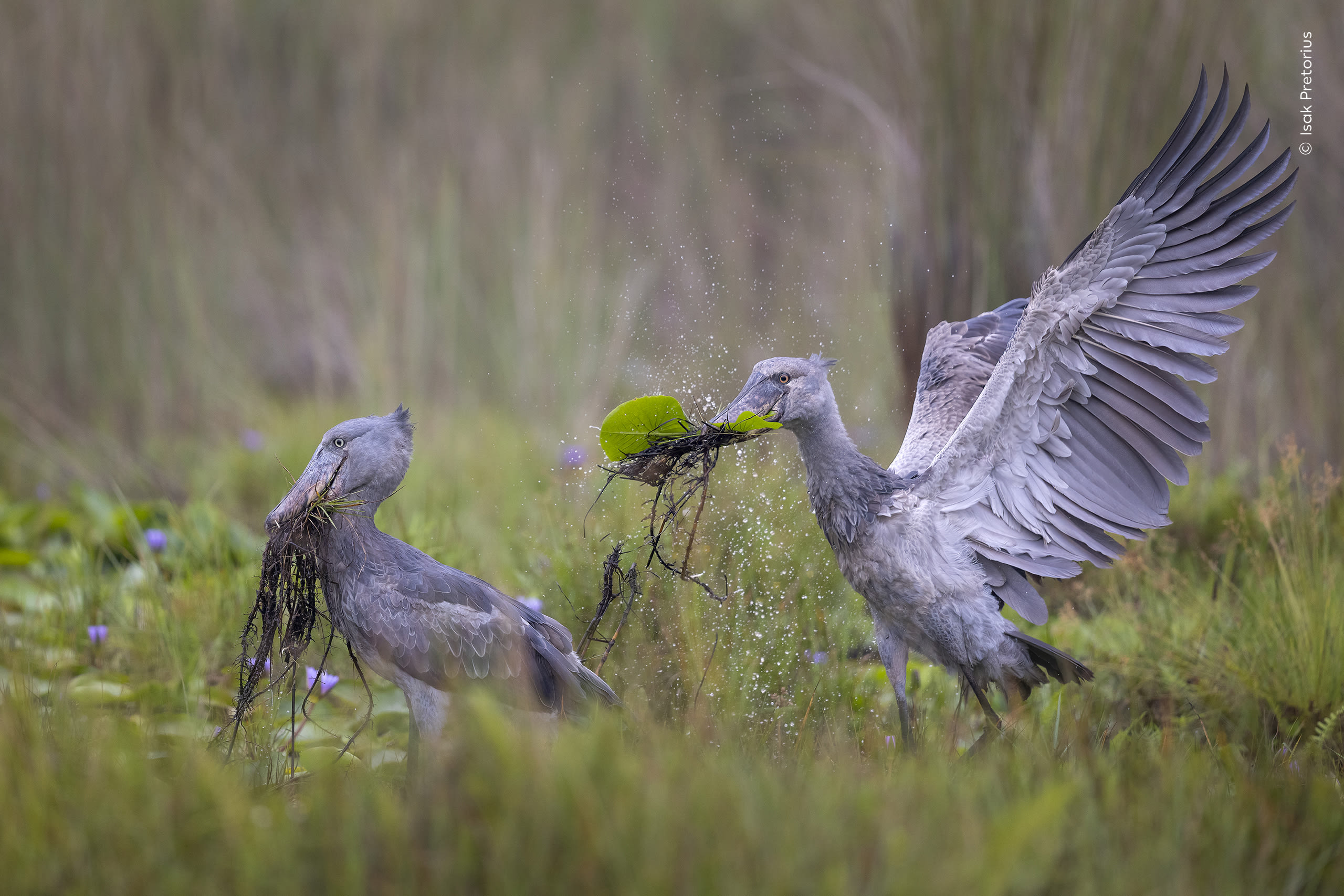 Scenes from the Swamp. Two shoebill storks gather vegetation in a Ugandan wetland. Photo by Isak Pretorius / Wildlife Photographer of the Year