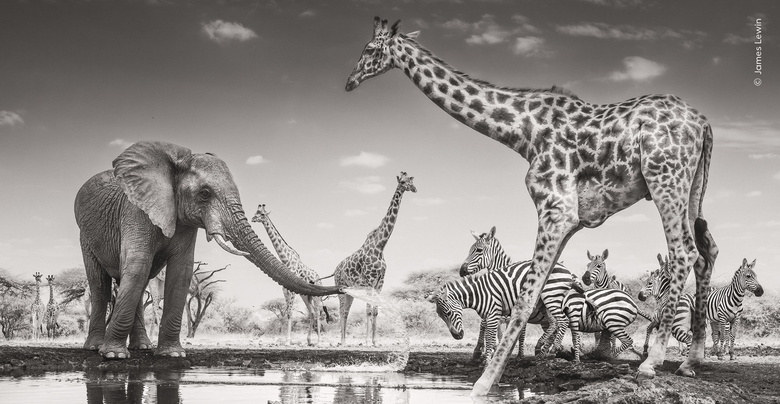 The Meeting Place. A young bull elephant sprays zebras at a waterhole in Kenya. Photo by James Lewin / Wildlife Photographer of the Year