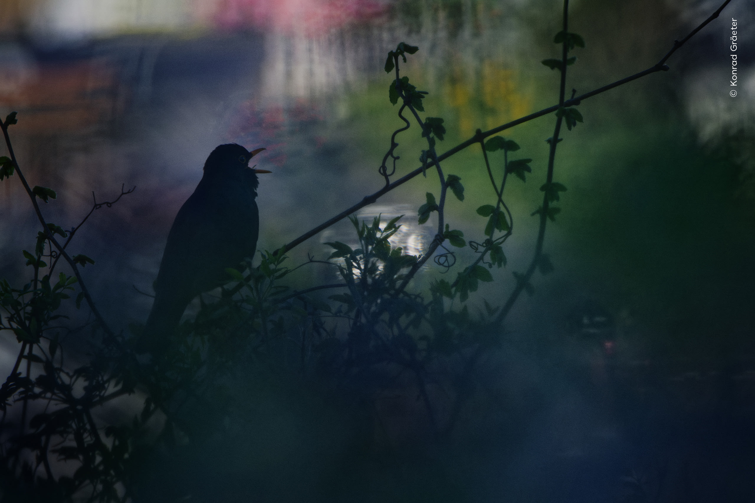 Birdsong Painted in Light. A male blackbird sings in a vineyard in Germany. Photo by Konrad Gräeter / Wildlife Photographer of the Year
