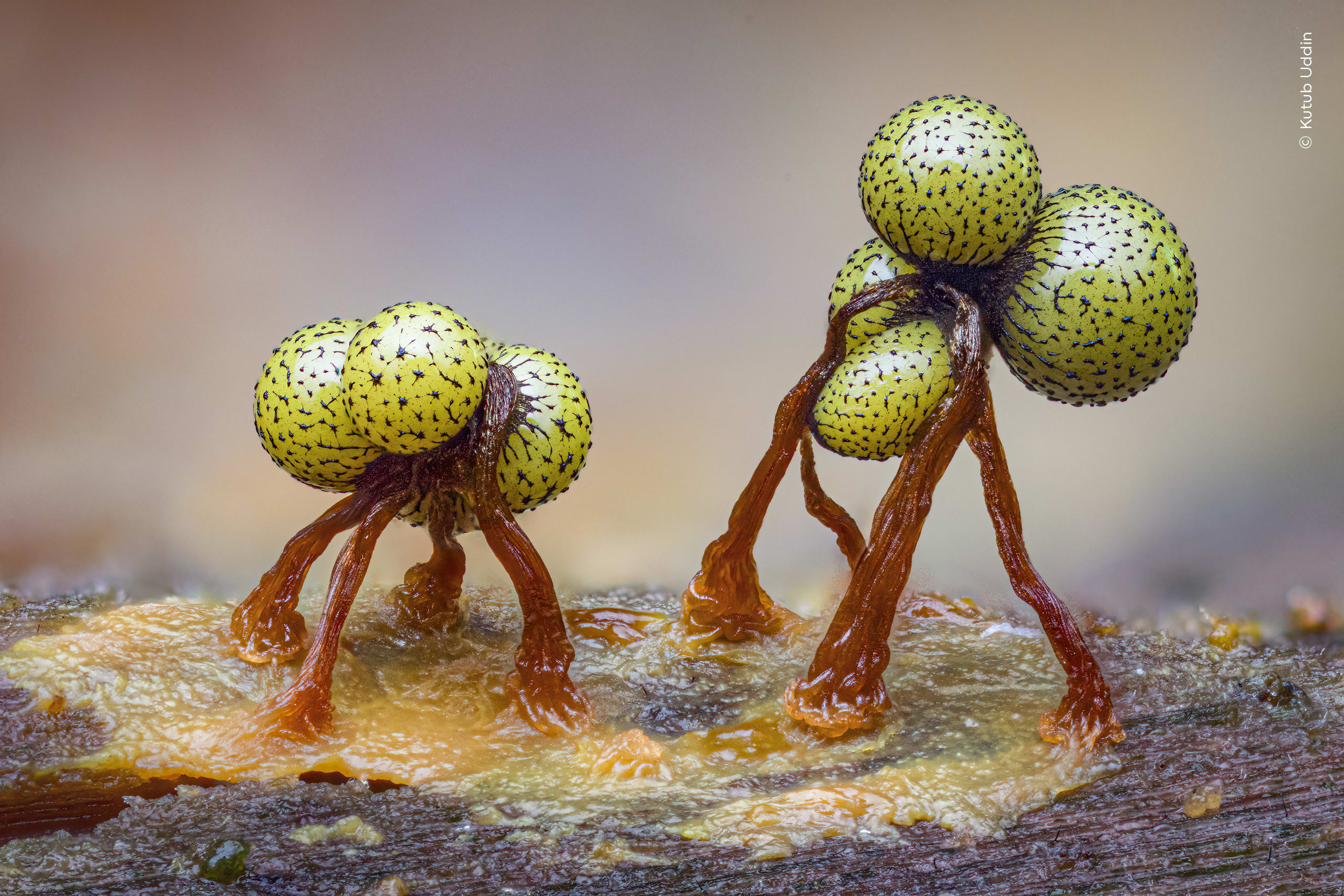 Secret Worlds. Slime moulds reveal intricate details in a miniature woodland world. Photo by Kutub Uddin / Wildlife Photographer of the Year