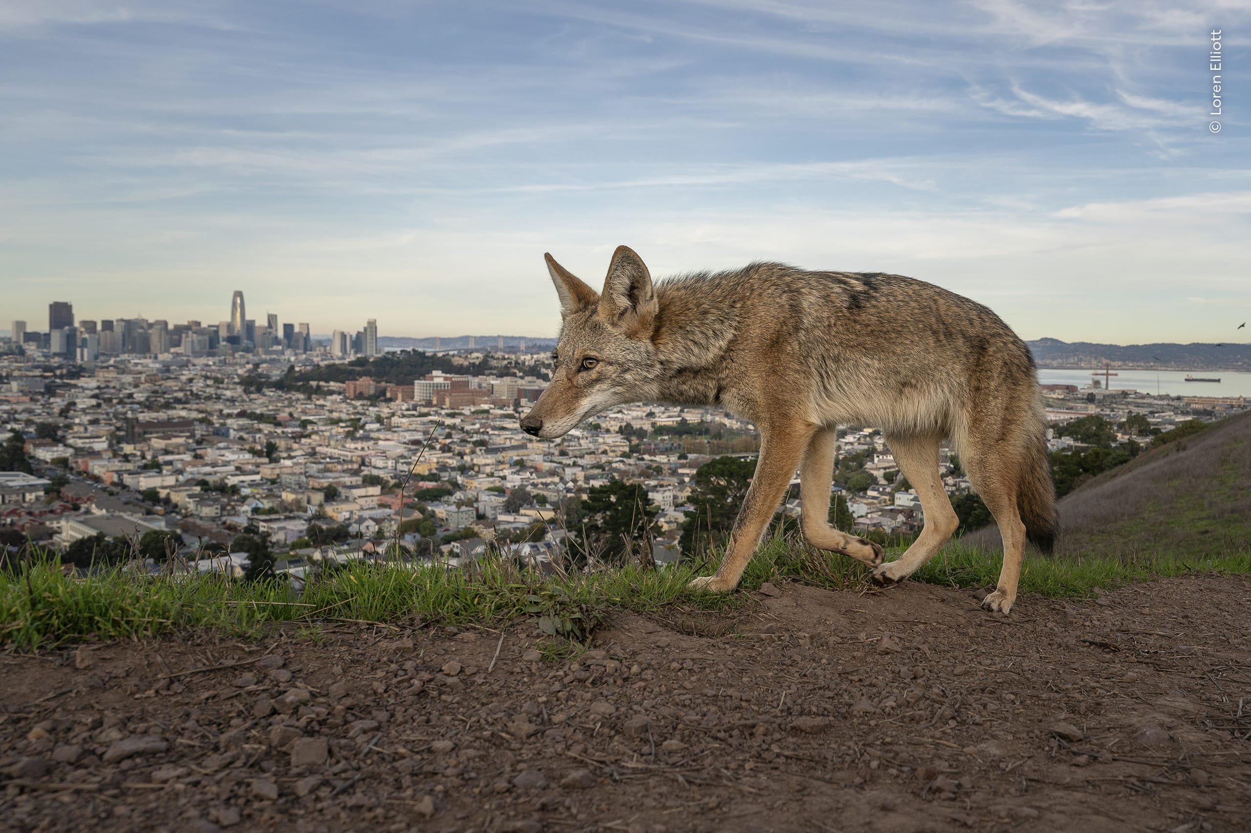 Wily Coyotes of San Francisco. A coyote walks a trail overlooking the city and bay. Photo by Loren Elliott / Wildlife Photographer of the Year