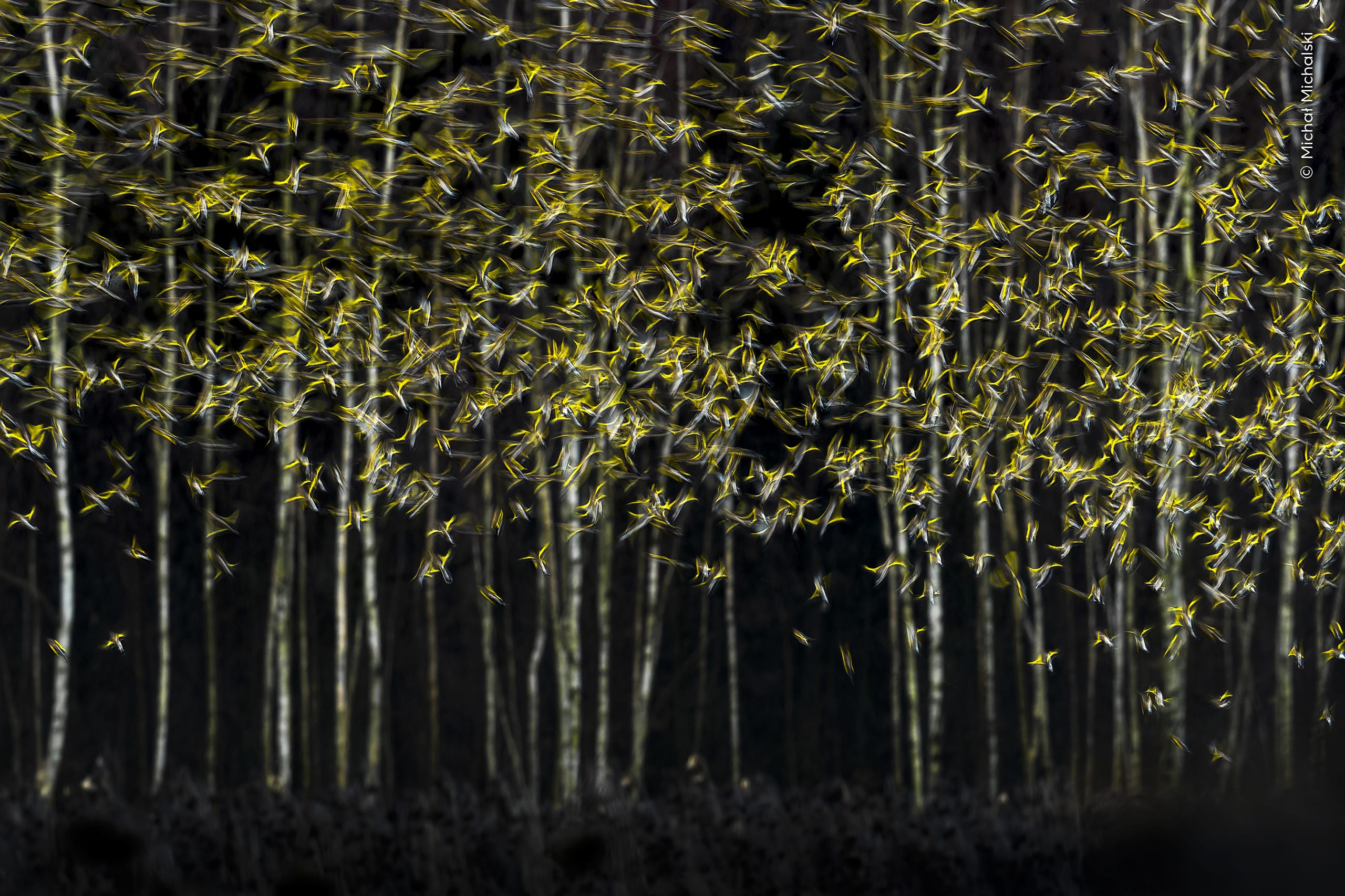 Escape Artistry. A flock of birds blurs against bare birch trees in Poland. Photo by Michał Michalski / Wildlife Photographer of the Year