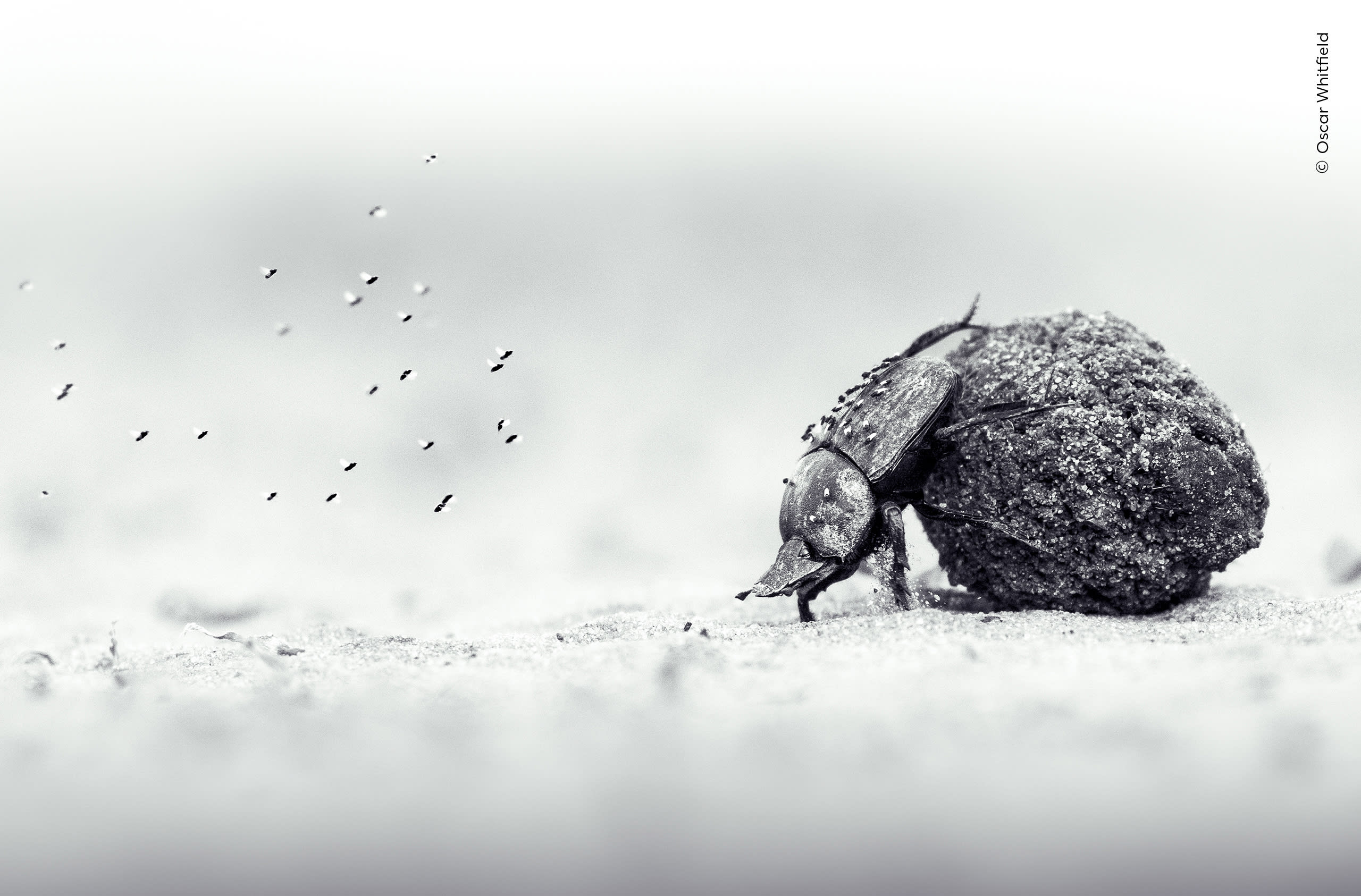A dung beetle pushes its precious cargo. Young Wildlife Photographer of the Year 2026. | Photo by Oscar Whitfield / Wildlife Photographer of the Year