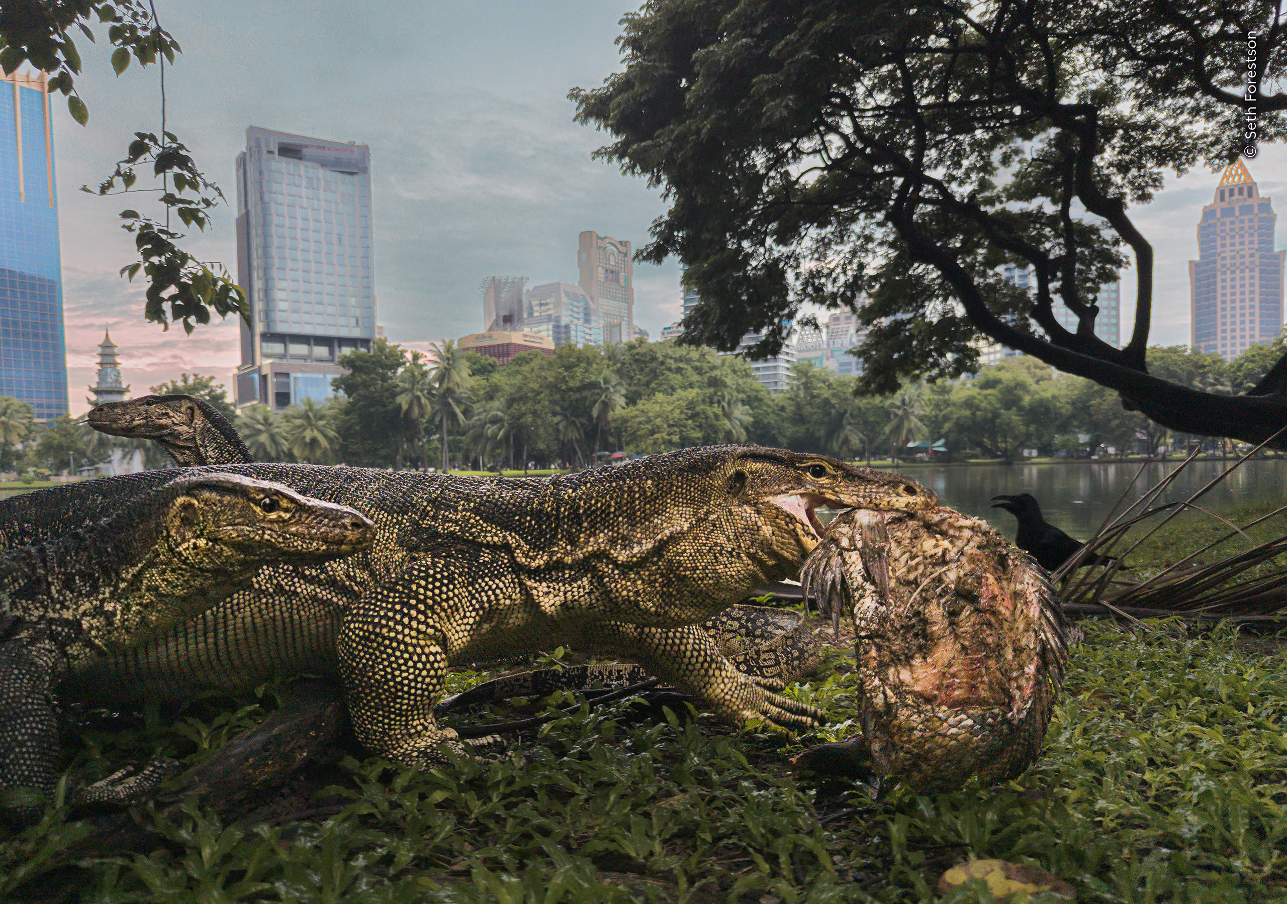 Urban Jungle. A common water monitor carries a fish in a Bangkok park. Photo by Seth Forestson / Wildlife Photographer of the Year