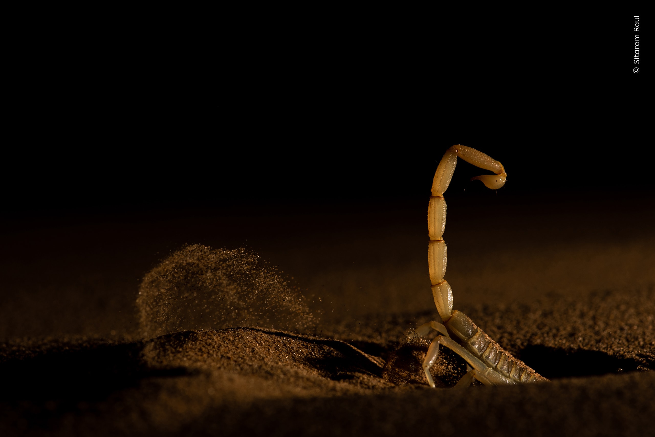 Shifting Sand. A scorpion burrows into the shifting dunes of India's Thar Desert. Photo by Sitaram Raul / Wildlife Photographer of the Year