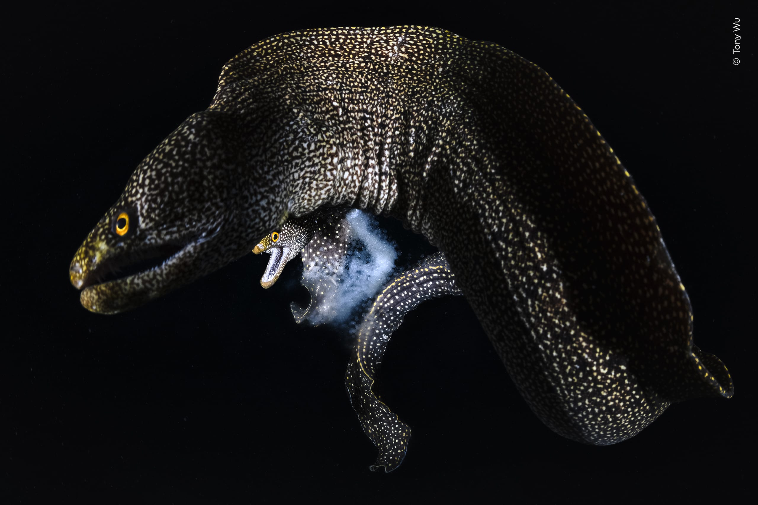 Making Morays. Abbott's moray eels engage in a rarely documented mating ritual in Japan. Photo by Tony Wu / Wildlife Photographer of the Year