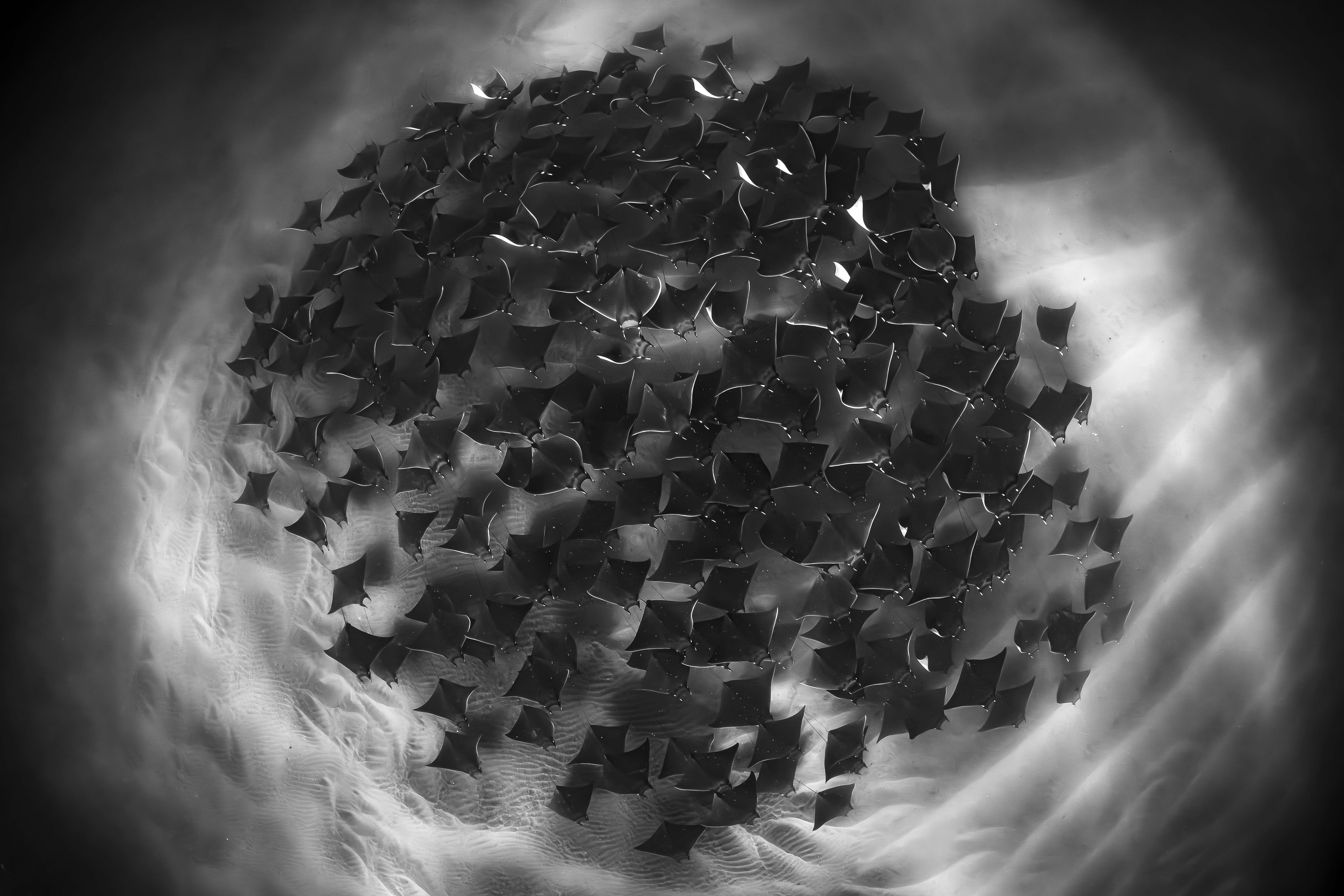 Brooke Pyke was on an ocean safari in Baja, Mexico, and had hoped to document schooling mobula rays.“ With marine life, you never know what you might see, and that’s part of the magic. Wildlife photography requires patience, so I always try to keep my expectations low,” she says. “When I plunged in with my camera, I looked down to see around a hundred rays moving slowly across the sand, silhouetted against a glowing white backdrop. Shooting over white sand was an amazing opportunity, with their shapes contrasting beautifully against the ripples.”