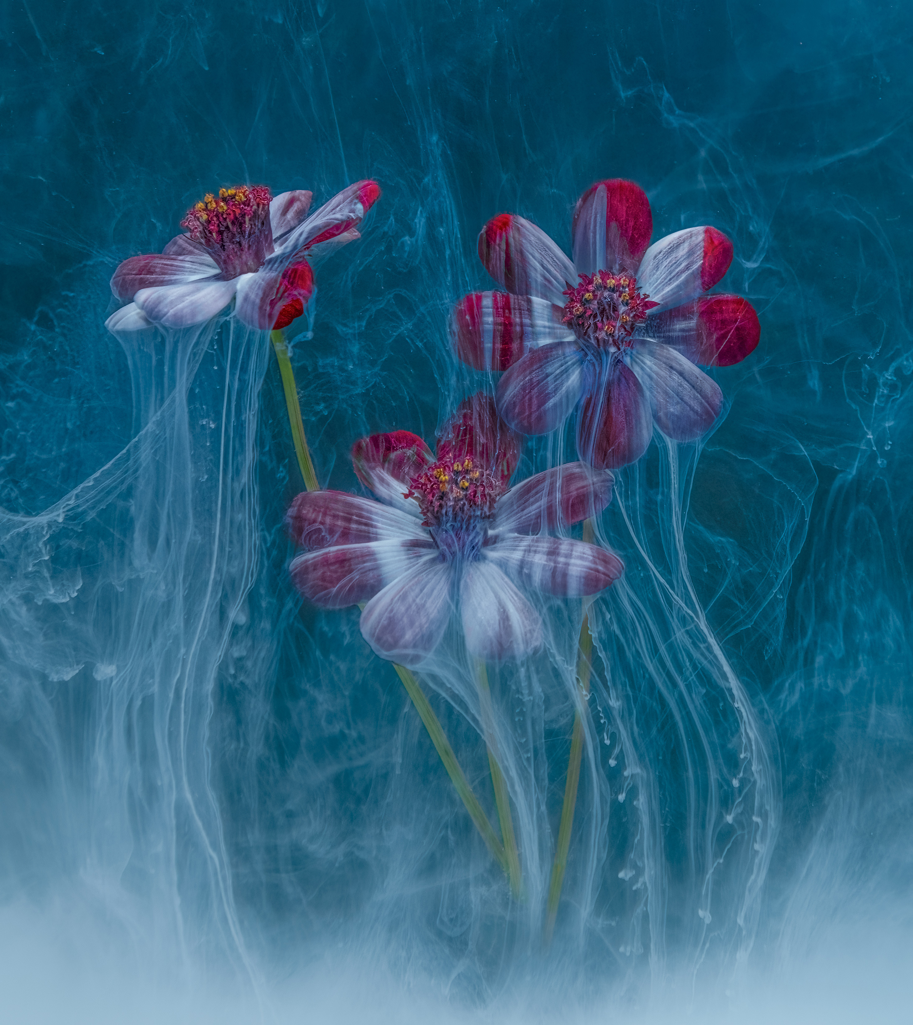 Creative category winner, Sue Joy, Dancing in water. Submerged floral photography comes with many considerations, from equipment and lighting to the mediums used and all the small details in between.“The choice of flowers is also important, as some don’t work as well as others,” Sue explains. “I grew the flowers featured in this image specifically for the project. Be prepared for a few failed attempts, but when you finally capture an image you’re truly happy with, every bit of effort is worthwhile.”