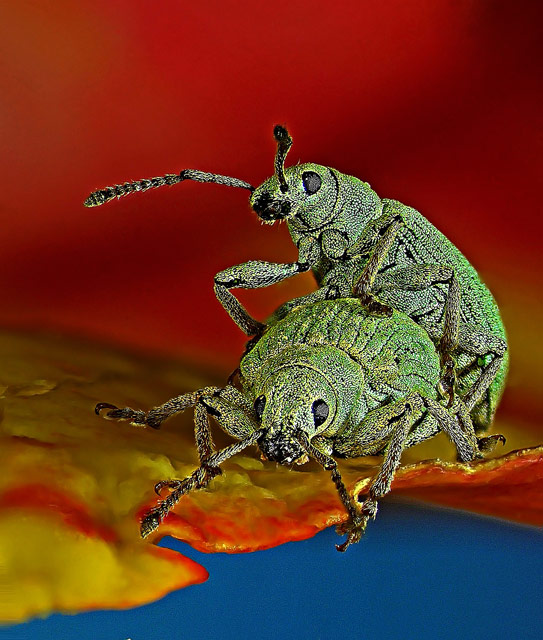 10th Place. Image by Dr. Csaba Pint&eacute;r, University of Pannonia, Georgikon Faculty, Department of Plant Protection
Keszthely, Hungary.
Subject Matter: Phyllobius roboretanus (weevil).
Magnification: 80x.