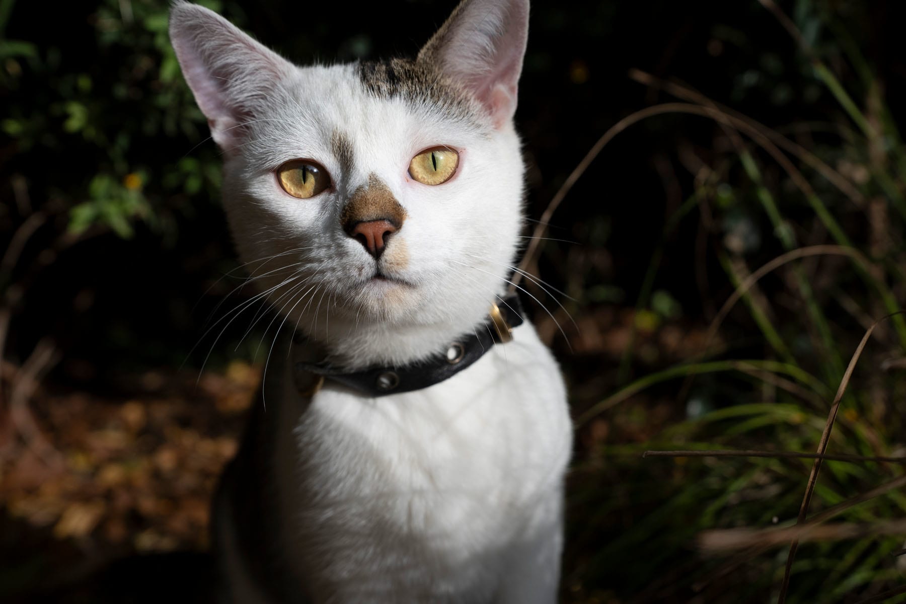 The compact size of the Tamron 20-40mm f2.8 lens combined with its silent focusing means this lens is not very intimidating, even to cute animals. This image was shot at the 40mm setting at f5.6, 1/3200 at 400 ISO and thanks to the Nikon’s 3D focusing with pet detection the eyes are whisker sharp.