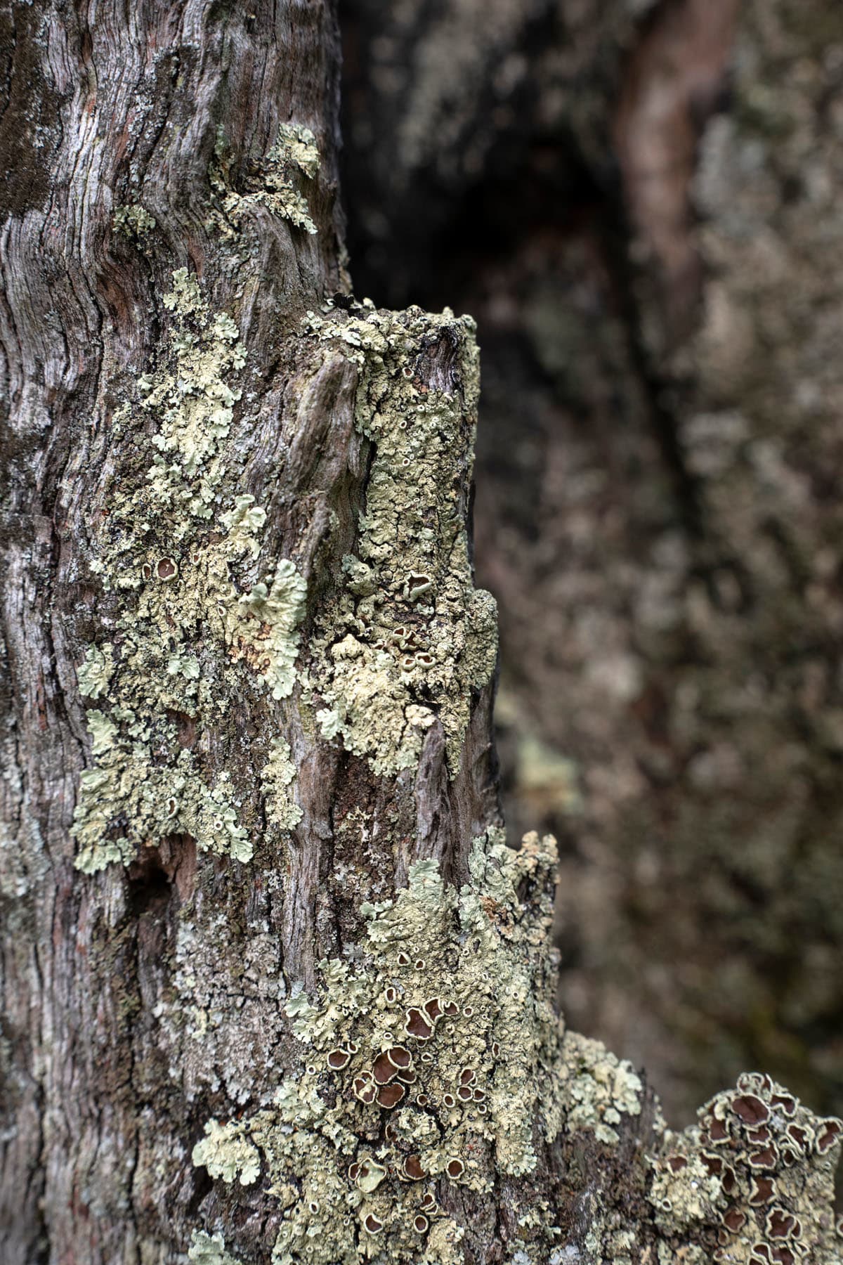 An example of how close the Tamron 20-40mm lens can focus at the 20mm setting. This lichen on a tree trunk in the Grampians was captured at f8, 1/80th of a second, ISO 400.