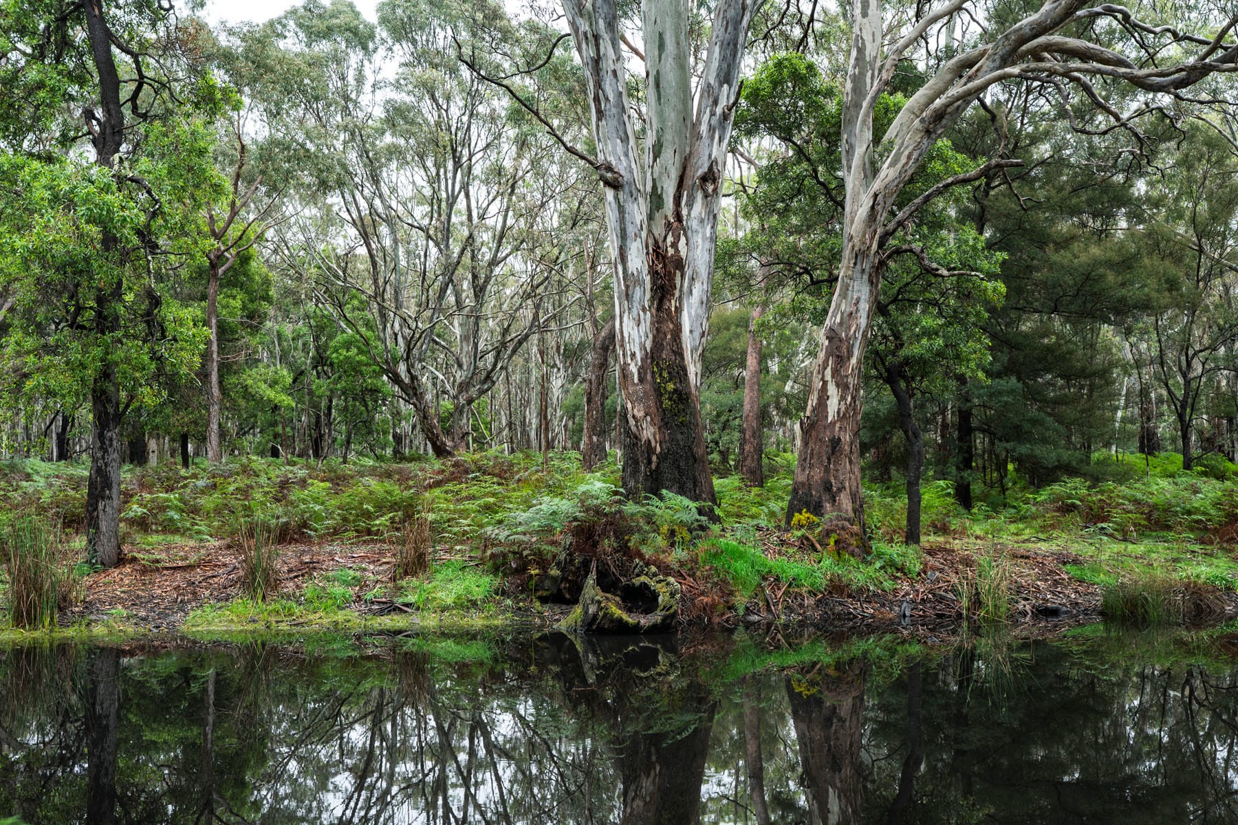 While 20mm is often wide enough for most landscape photography, the 40mm setting is usually as narrow as I need to go. This image of a billabong in the Grampians was shot at 40mm with the exposure being f6.3 at 1/20th, ISO 200.