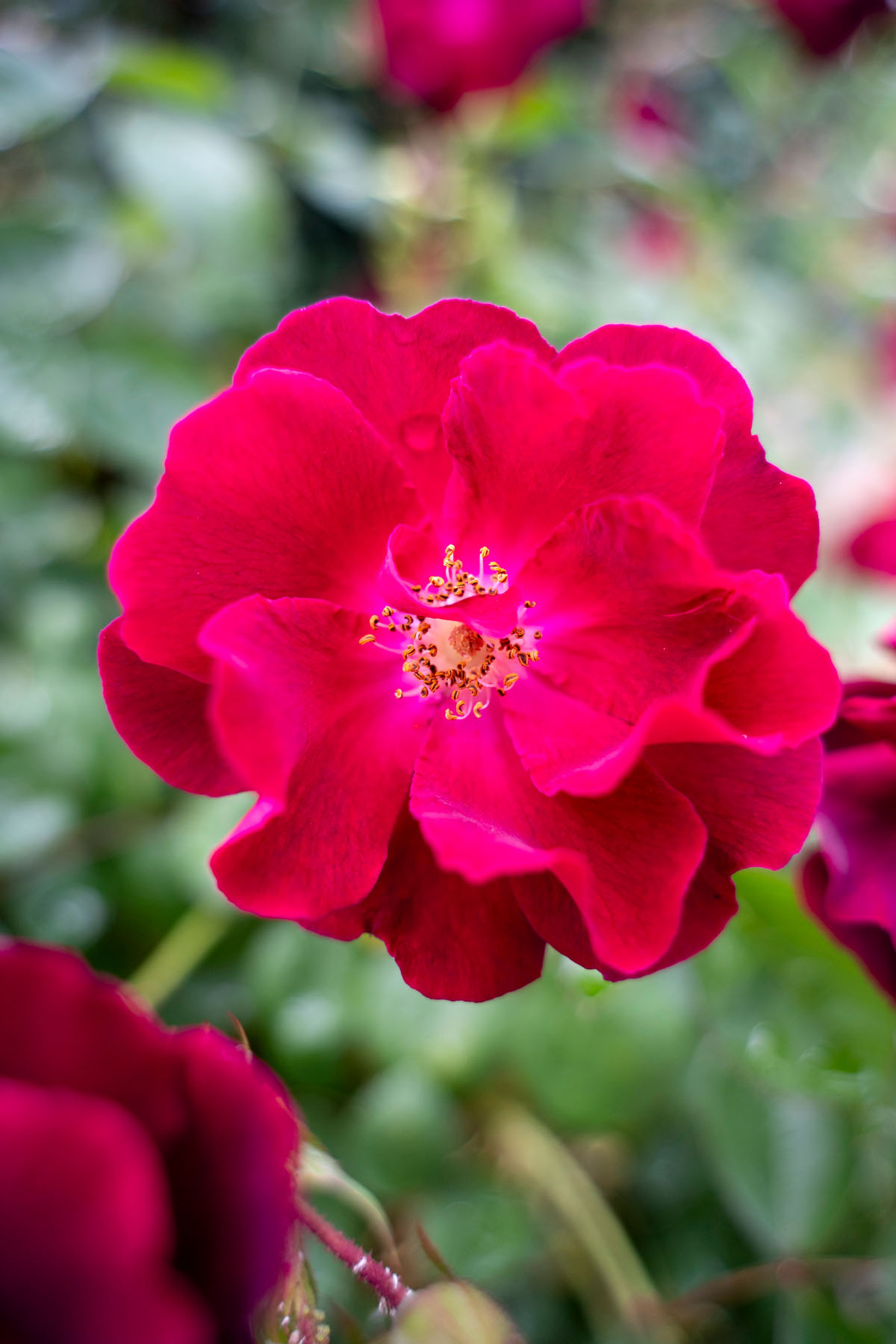 Another example of how close the Tamron 20-40mm f2.8 lens can focus. This flower was photographed with the 20mm setting; the exposure was f2.8 at 1/1250th, 400 ISO.