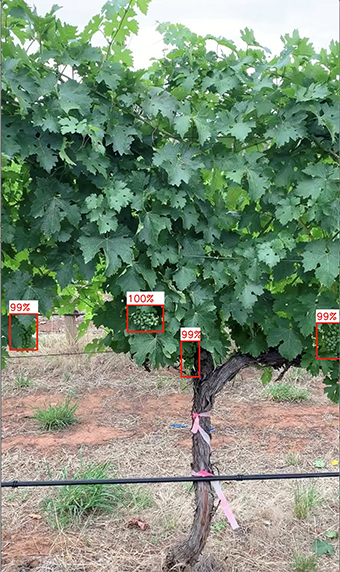 Developing artificial intelligence to detect grape bunches and predict yield.