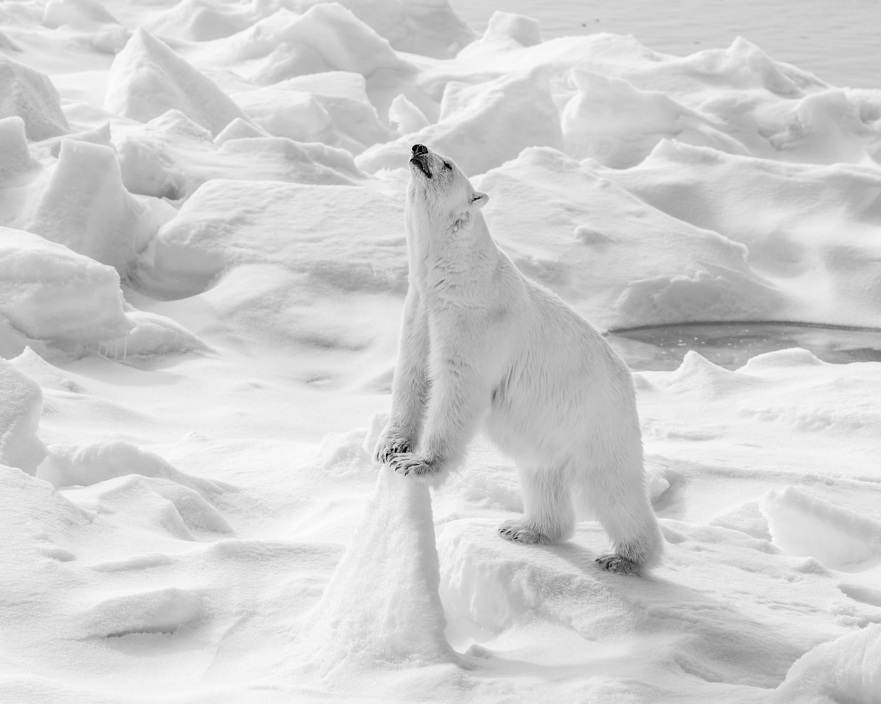 Leanne Silver’s Animals category runner-up image, Sniffing for Prey, wowed our judges with its beautiful composition and unique wildlife moment, captured in an especially challenging environment.“High up in the Arctic Circle, on a small ship surrounded by seemingly endless summer sea ice, we spotted a young female polar bear climbing onto an ice floe,” recalls Silver.“She spent some time there, often finding a vantage point to gain height and sniff the air for prey. We were very aware that she would count us on that list if she had the opportunity!”