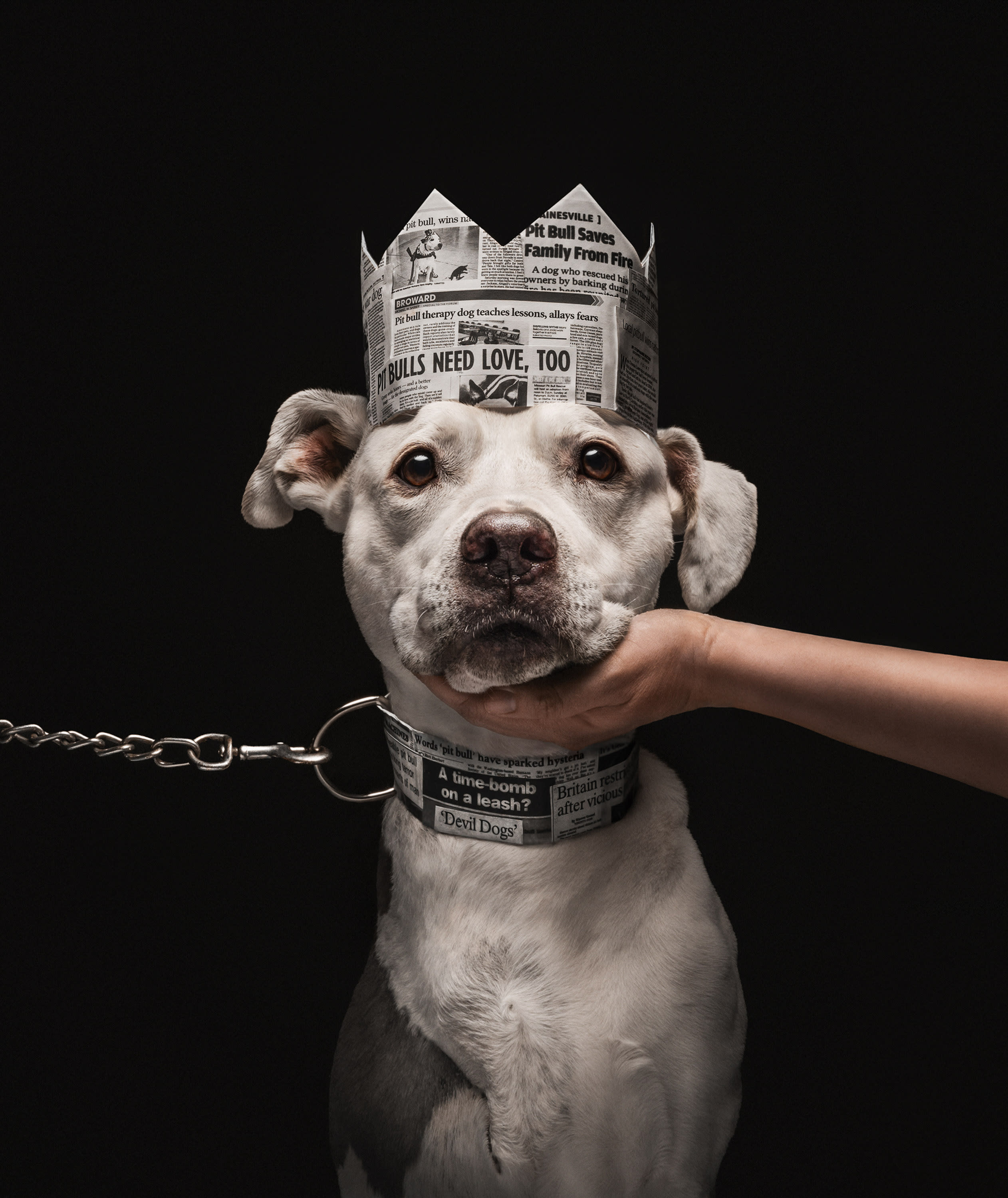 Dog Photographer of the Year and the winner of the Studio category. This detailed portrait conveys the complicated feelings toward pit bulls and bully breeds; while some people vilify them, others adore them. | Photo by Katie Brockman / Dog Photographer of the Year